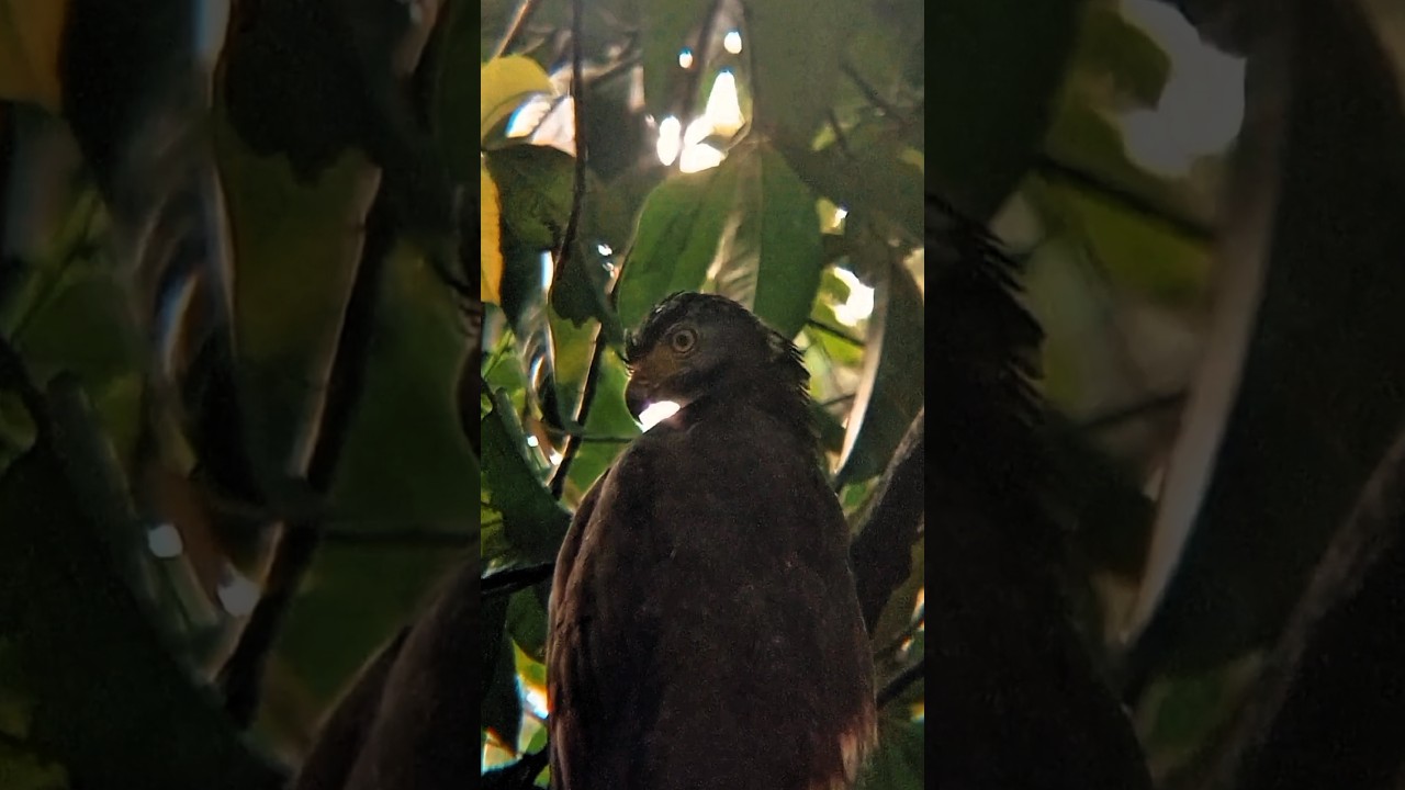 behavior 🦅of a  falcon 😍 | Sri Lanka | susa creation 2024 |