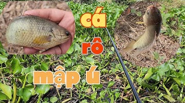 CÂU CÁ RÔ ĐỒNG mùa nước lục | cá rô mập ú nhìn thấy mê luôn | đi câu cá khi trời mưa râm râm