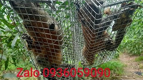 Bán bẫy sóc bông, bán bẫy chuột cống nhum, bán bẫy sóc đất, bán bẫy dông cát, zalo 0936059090.