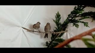 House Finches | BC SPCA by BC SPCA (BCSPCA Official Page) 102 views 1 year ago 9 seconds