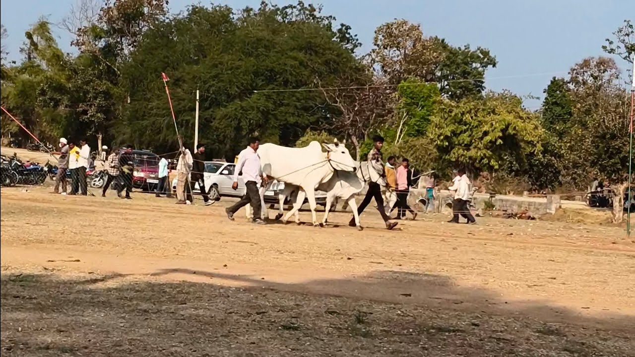 पट प्रतियोगिता बापूटोला दुल्हापुर सभी बैल जोड फाइनल चक्र के लिए STARTING POINT की तरफ जाते हुए