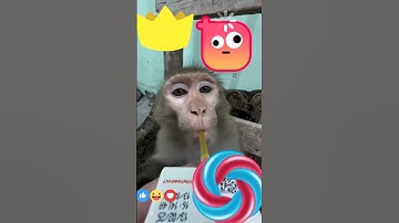 Raataan lambiya #youtube #shorts #monkey #trending #hindi #song #video