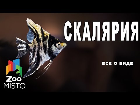 Видео: Где живут скалярии?