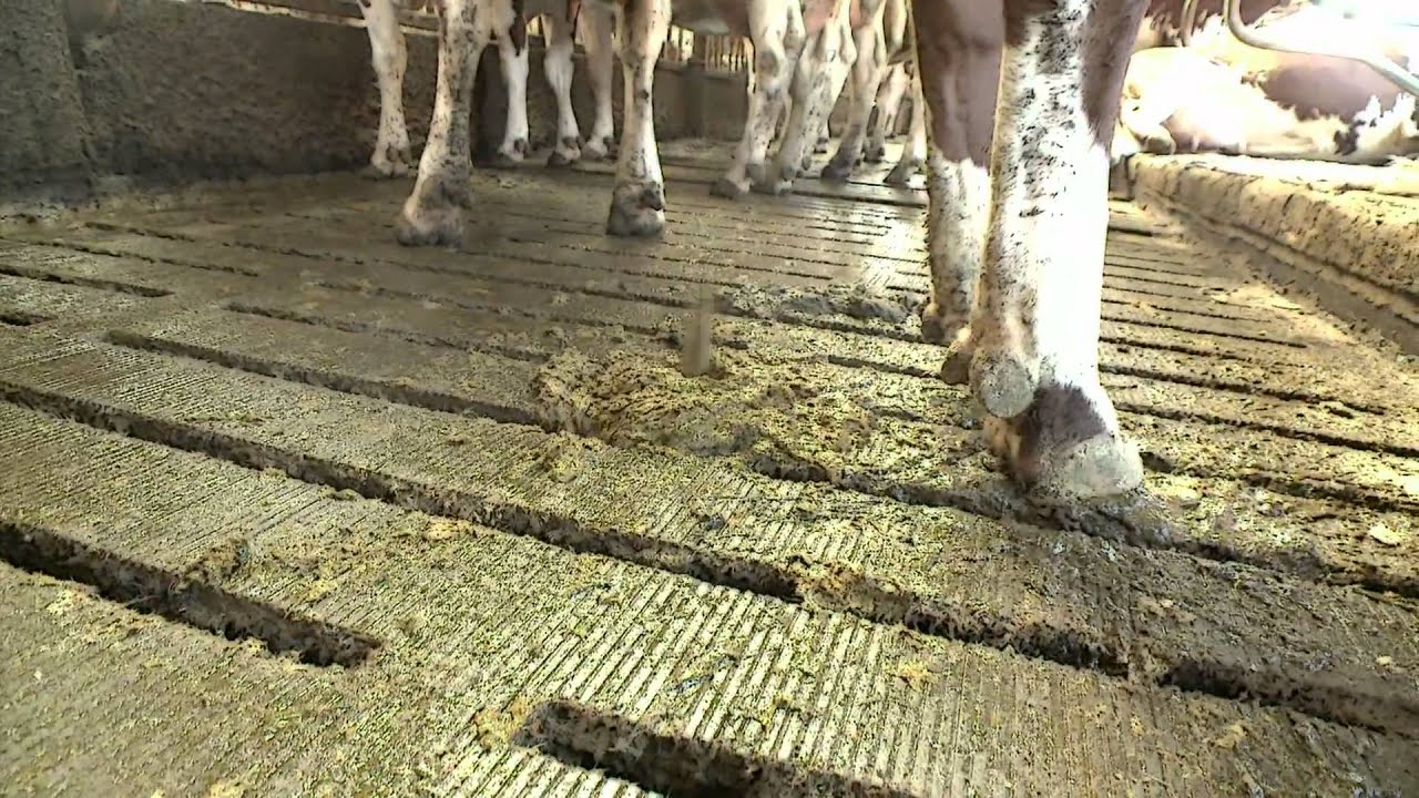 Rundermest en varkensmest