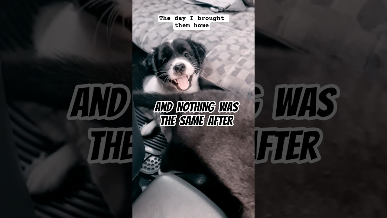 BIGGEST HUMP HARYANA BACHA OX OF 2026 BHOLA OF ANSARI AGRO CATTLE FARM Shorts Viral Trending - YouTube Auto PHP Script