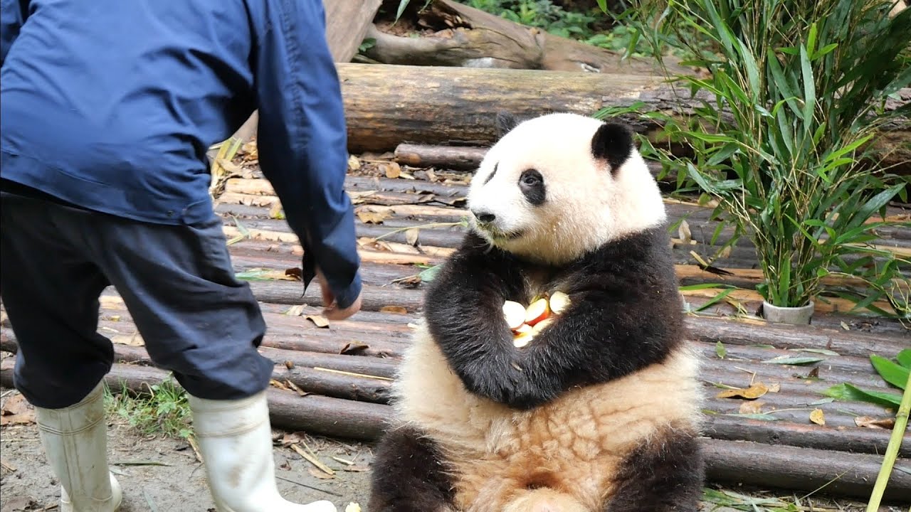 パンダ界のトップアイドル！小さなジャイアントパンダ和花に会う