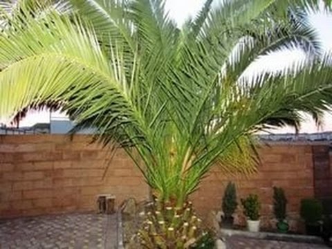Чем подкормить финиковую пальму в домашних условиях