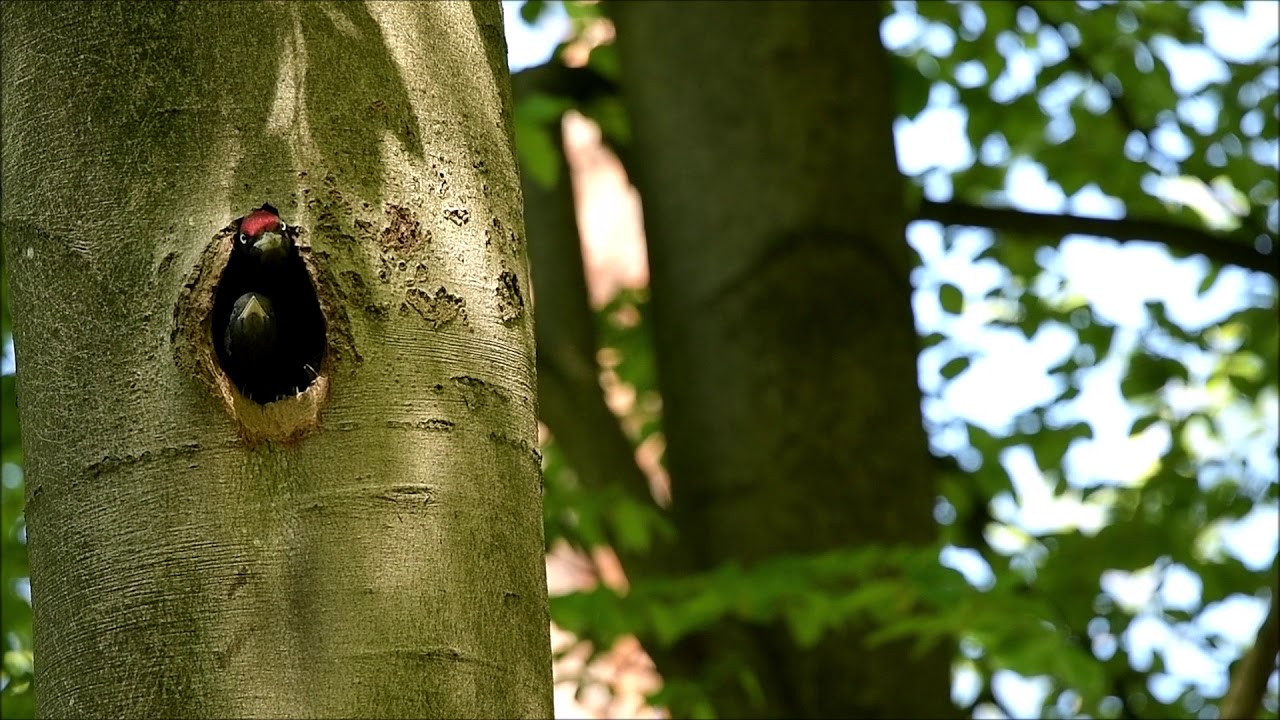 Zwarte specht loopt over jong heen | Zelf Geschoten | Vroege Vogels