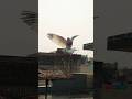 #shorts #shortvideo #viral #pigeon #kabootar #kabutar #ytshorts #system