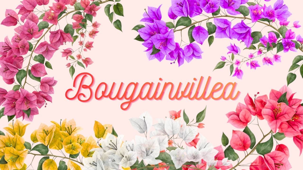 Bougainvillea : Tips to Grow & Complete Care Guide | बोगनवेलिया (कागज़ का फूल) उगाने के टिप्स
