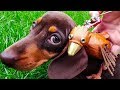 💗 UNLIKELY FRIENDS!! 💗... SAUSAGE DOG and DABCHICK!!... SOOOO CUTE OMG!!!! 💗❤💗❤💗