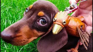 UNLIKELY FRIENDS!! ... SAUSAGE DOG and DABCHICK!!... SOOOO CUTE OMG!!!! ❤❤