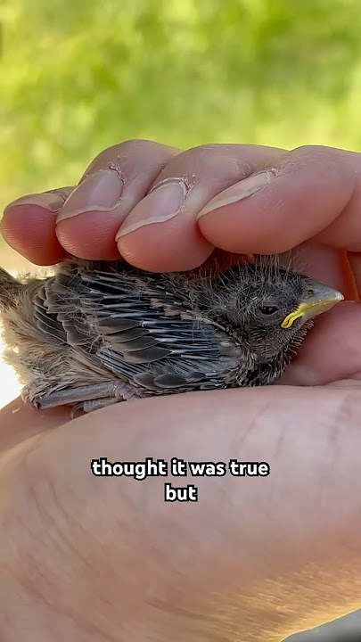 Do not pick up baby birds #birds