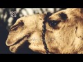 شيلة الخييلات