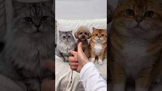 pew-pew-pew!!So Cute Cat 😻 #shorts #funny