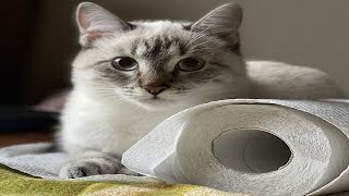 Kitten Vs Toilet Paper