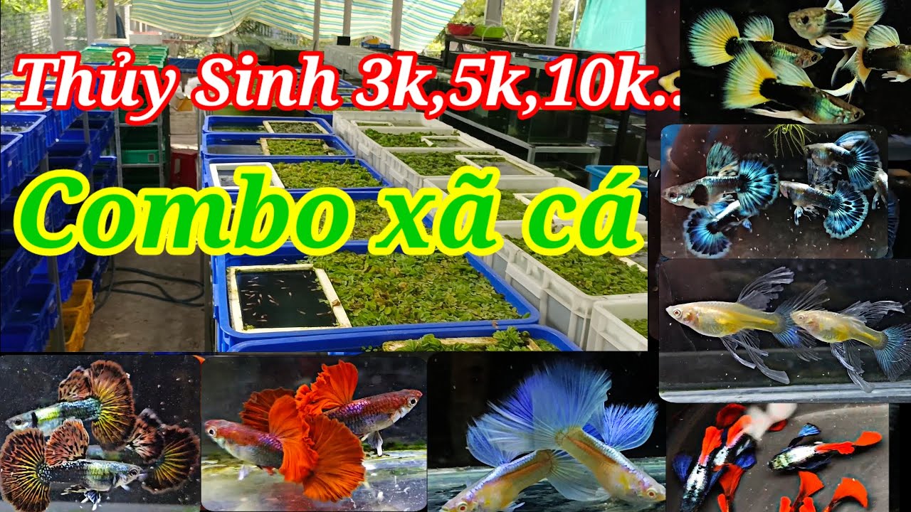 Guppy cá 7 màu #127: Thủy sinh 3K, 5K, 10K Combo xã cá. HB AB red rose, rồng