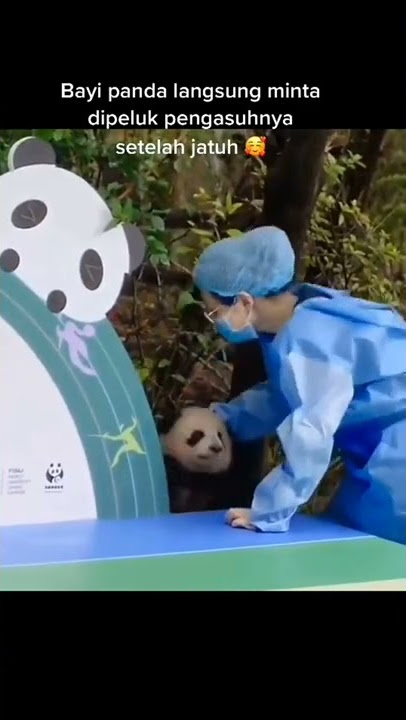 sweet nya bayi panda udah jatuh minta di peluk pengasuh nya