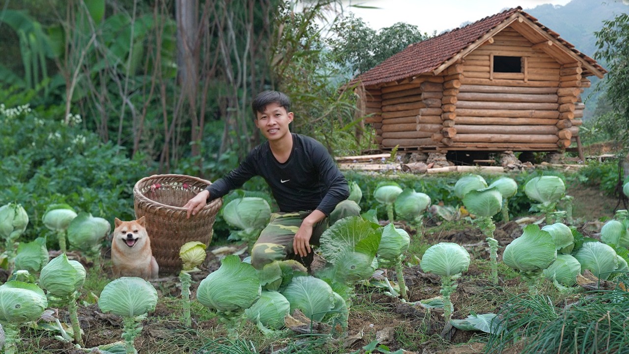 Заканчиваю крышу деревянной хижины, собираю капусту в саду для продажи. Автономное проживание