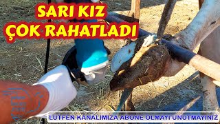 İnek Tırnak Kesimi  Manikür Pedikür-Cow Hoof Trimming