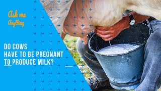 Do Cows Have To Be Pregnant To Produce Milk? How Do Cows Produce Milk When Not Pregnant?