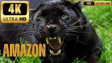 RỪNG MƯA NHIỆT ĐỚI AMAZON - VIDEO 4K UTRA HD