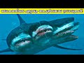 Most Rare Shark Species Hidden In The Ocean!