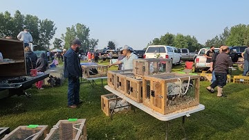 Laten we op 8/2/2025 KALKOENEN VERKOPEN