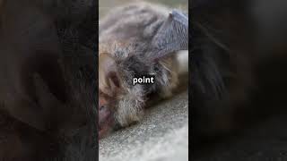 5 Random Facts - Daily Facts 6