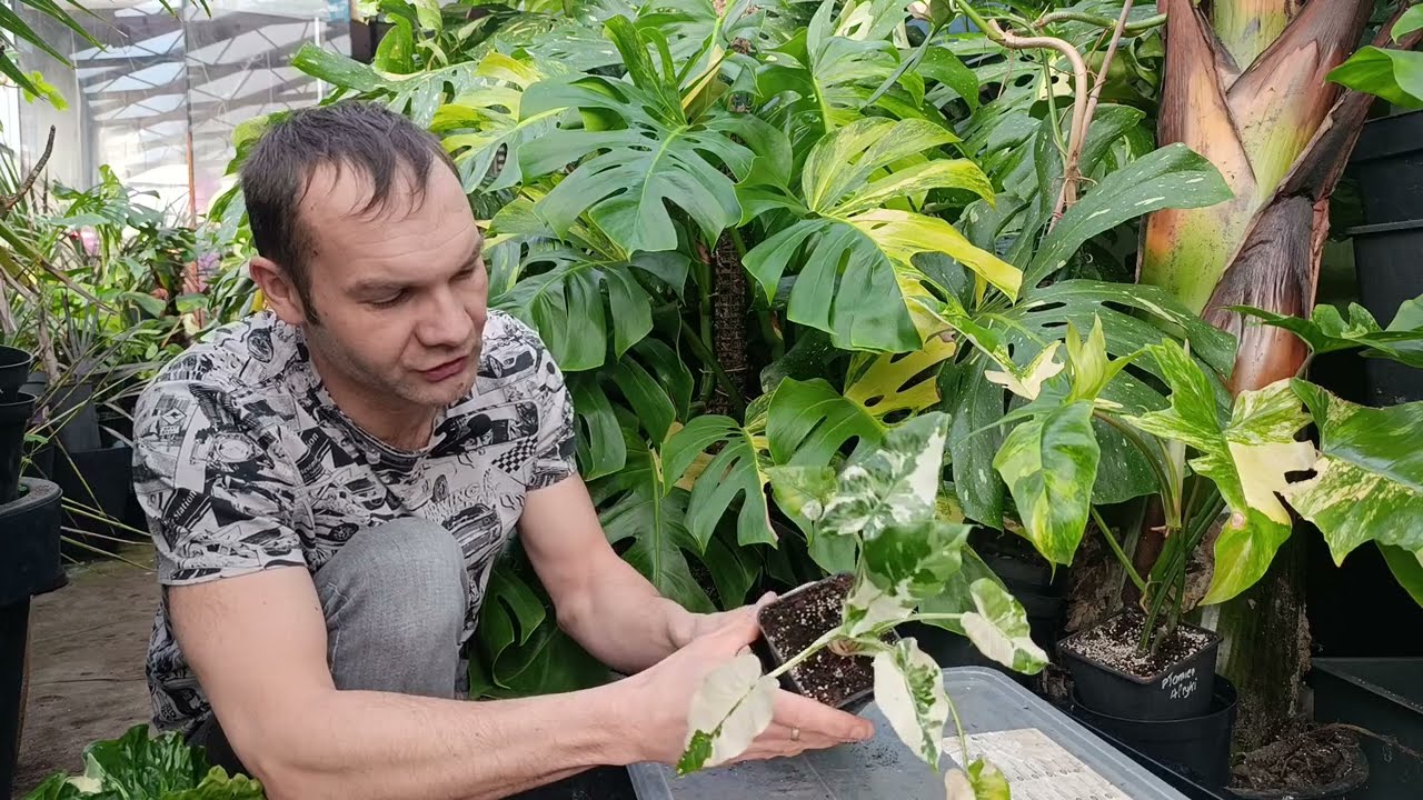 Prosty TRIK Budowa systemu korzeniowego.