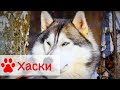 Сибирский хаски | Все о породе собак Хаски