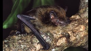 Australia's extinction crisis