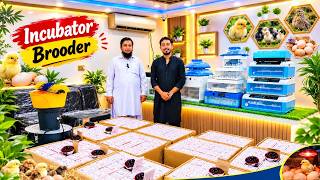 12V Automatic Egg Incubator in Pakistan | 1050 Eggs Capacity | Best Small Business Idea