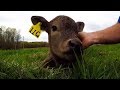 Adorable newborn calf thoroughly enjoys face massage