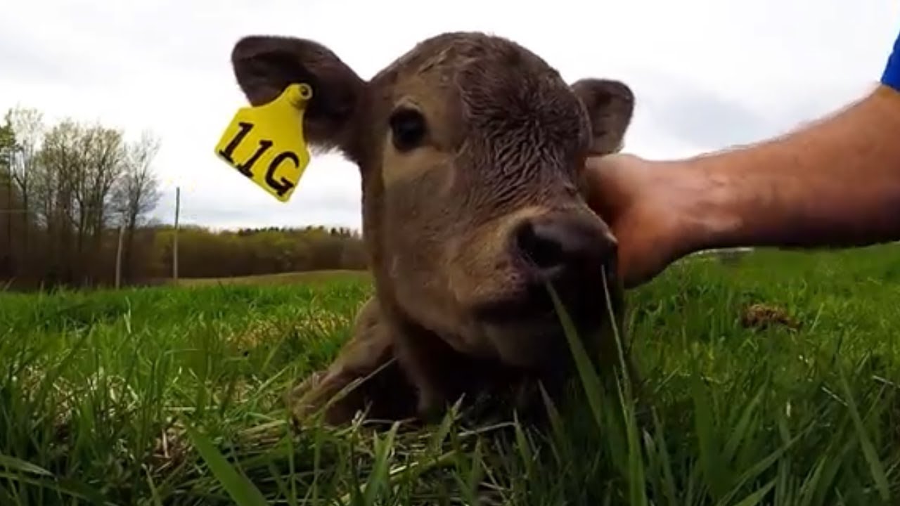 videos for cats Adorable newborn calf thoroughly enjoys face massage