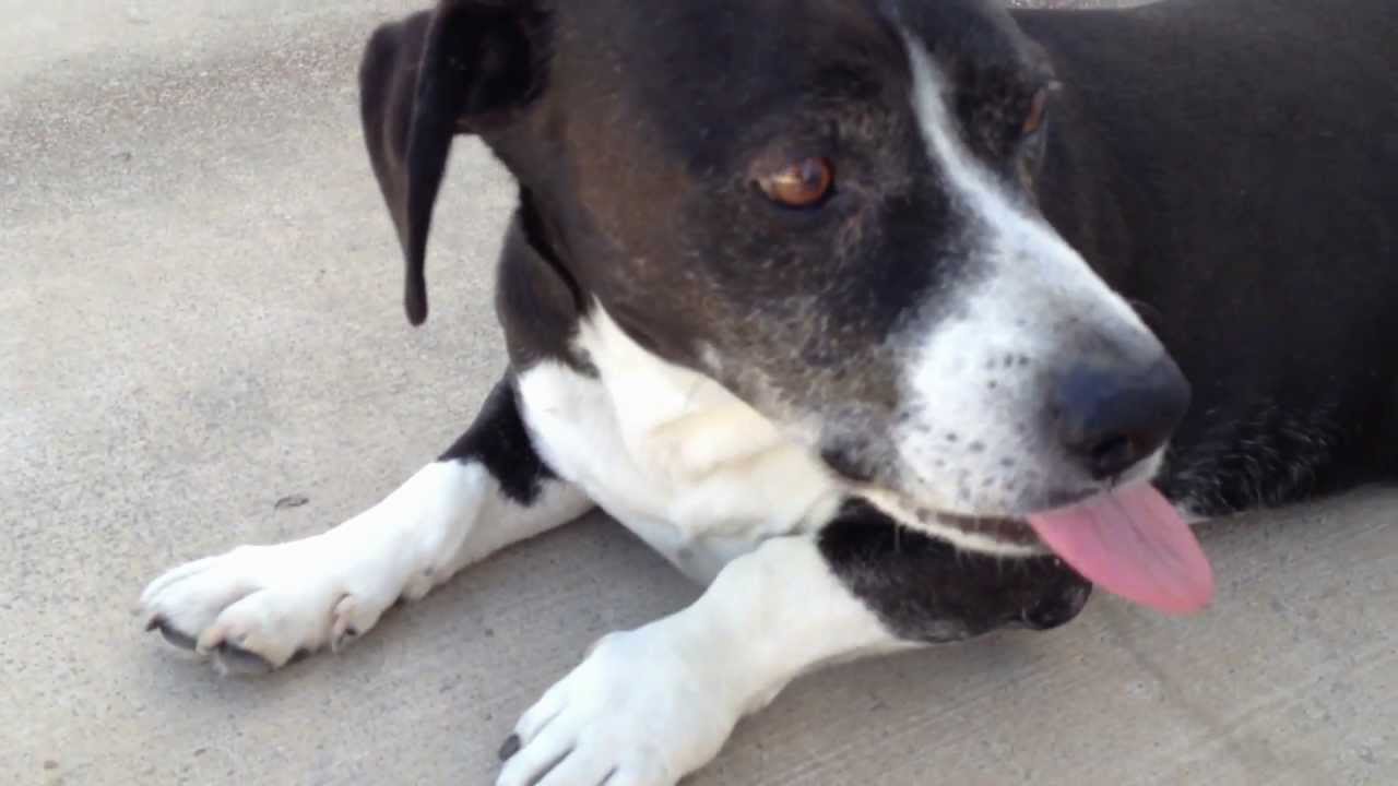 Husky, Sammie and Sausage Dog Playing! YouTube