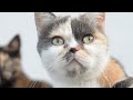 Relaxing cat cats visuals study relieve stress depression anxiety meditation sleep mindfulness