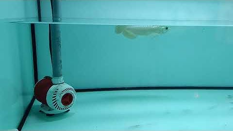 CÁCH LÀM HỒ CÁ RỒNG LỌC TRÀN TRÊN KHÔNG ỒN|HieuChiHa