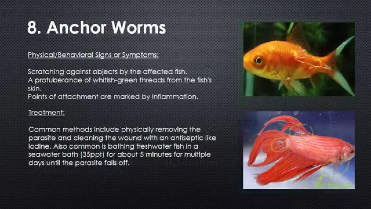 Aquarium Fish Illness Chart