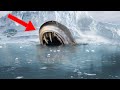 10 Most Bizarre Creatures Found In Antarctica!