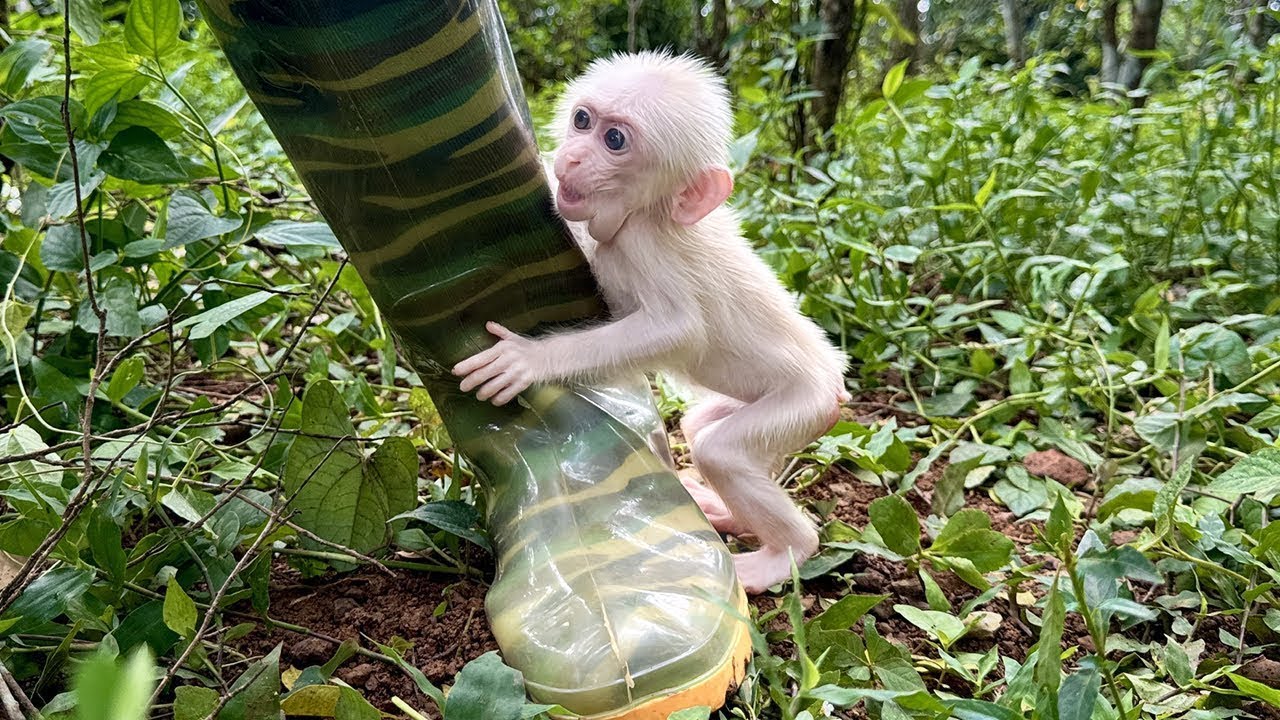 Poor Monkey Cries in Fear of Being Left abandoned!