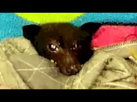 Rescuing Magellan, a juvenile Black Flying-Fox stuck in a stairwell