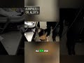 Perro Detector Confirma: ¡Equipaje con Estupefacientes! #shorts