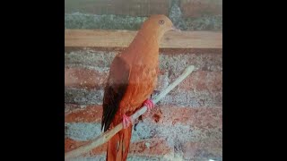 BURUNG UNCAL MERAH