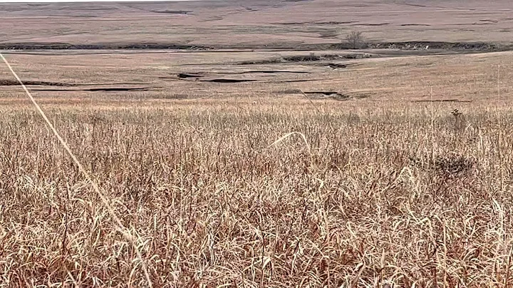 Tess Bringing 3 Yotes In