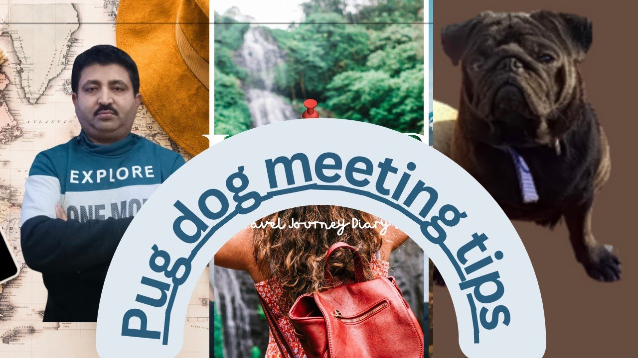 Pug dog is ready for meeting | 