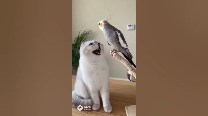 Video 11534481: talking pets funny cats, cat pet adorable funny