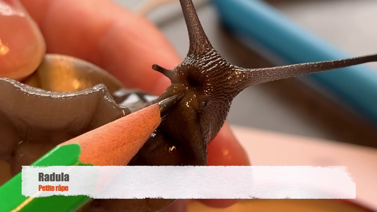 Explorateur de nature : L'escargot- Zonite d'Algérie 