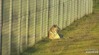 Behold the gorgeousness that is known as Dutchess tiger of Big Cat Rescue.