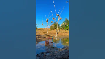 صيد الحسون على الطريقة التقليدية باللاصق Goldfinch Hunting 